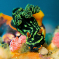   Nembrotha kubaryana taken off Puerto Galera Canon Powershot G9 Inon UCL165 M67 diopter UCL-165 UCL 165  